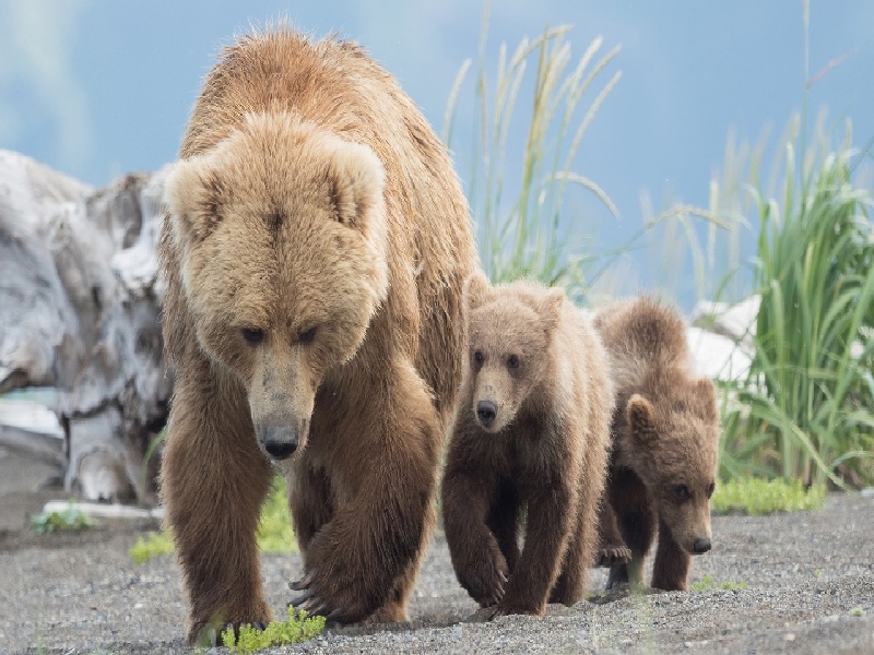 植物试管繁育技术（深圳泰完美试管）